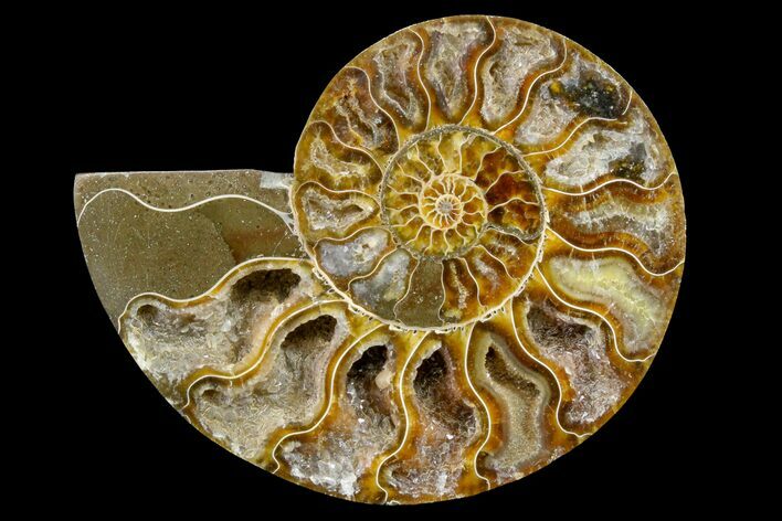 Cut & Polished Ammonite Fossil (Half) - Crystal Pockets #158049